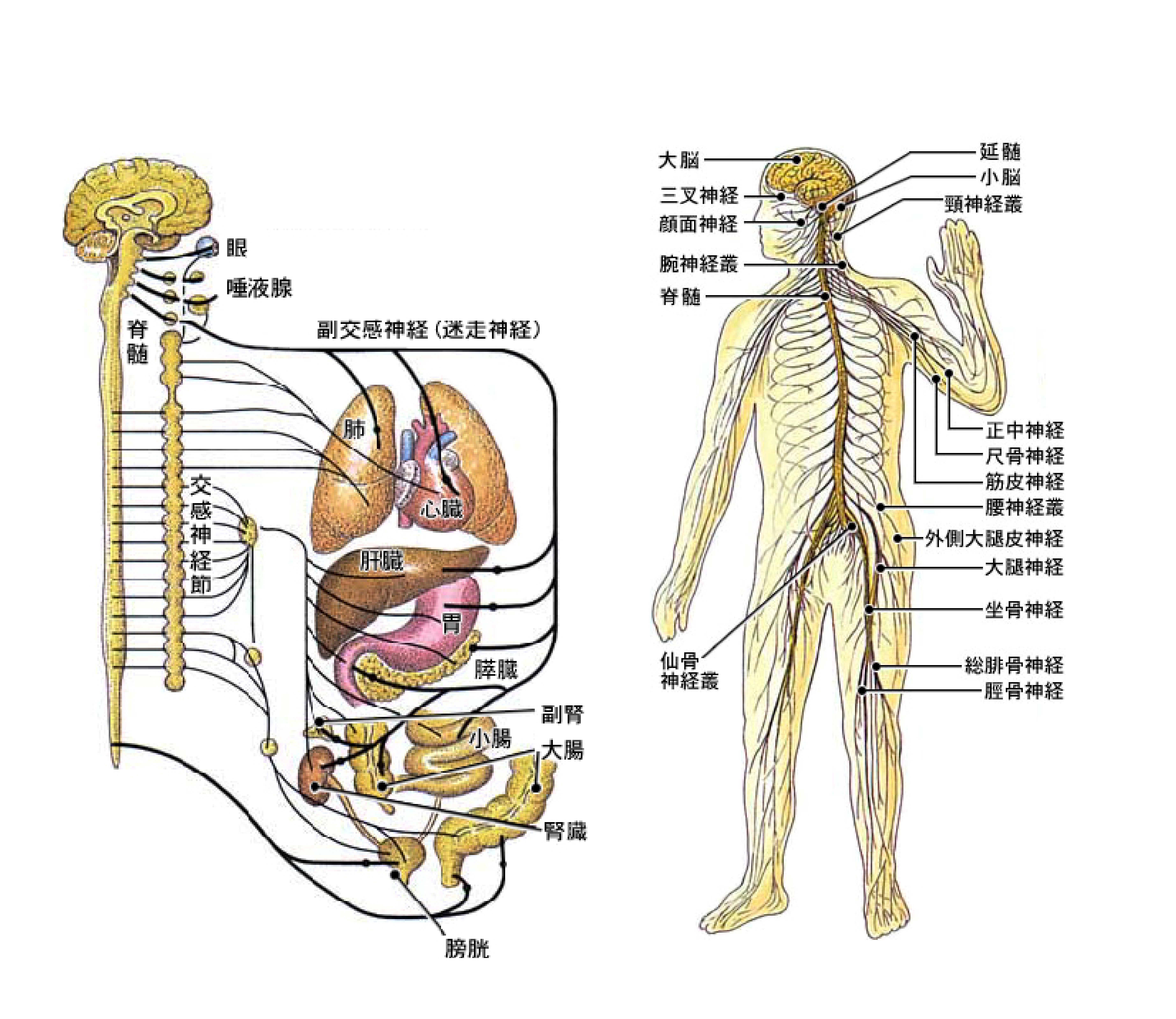 自律神経・末梢神経