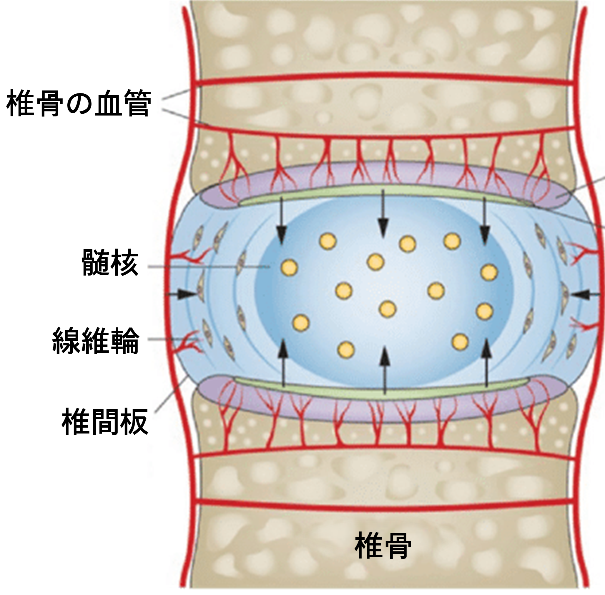 椎間板血管