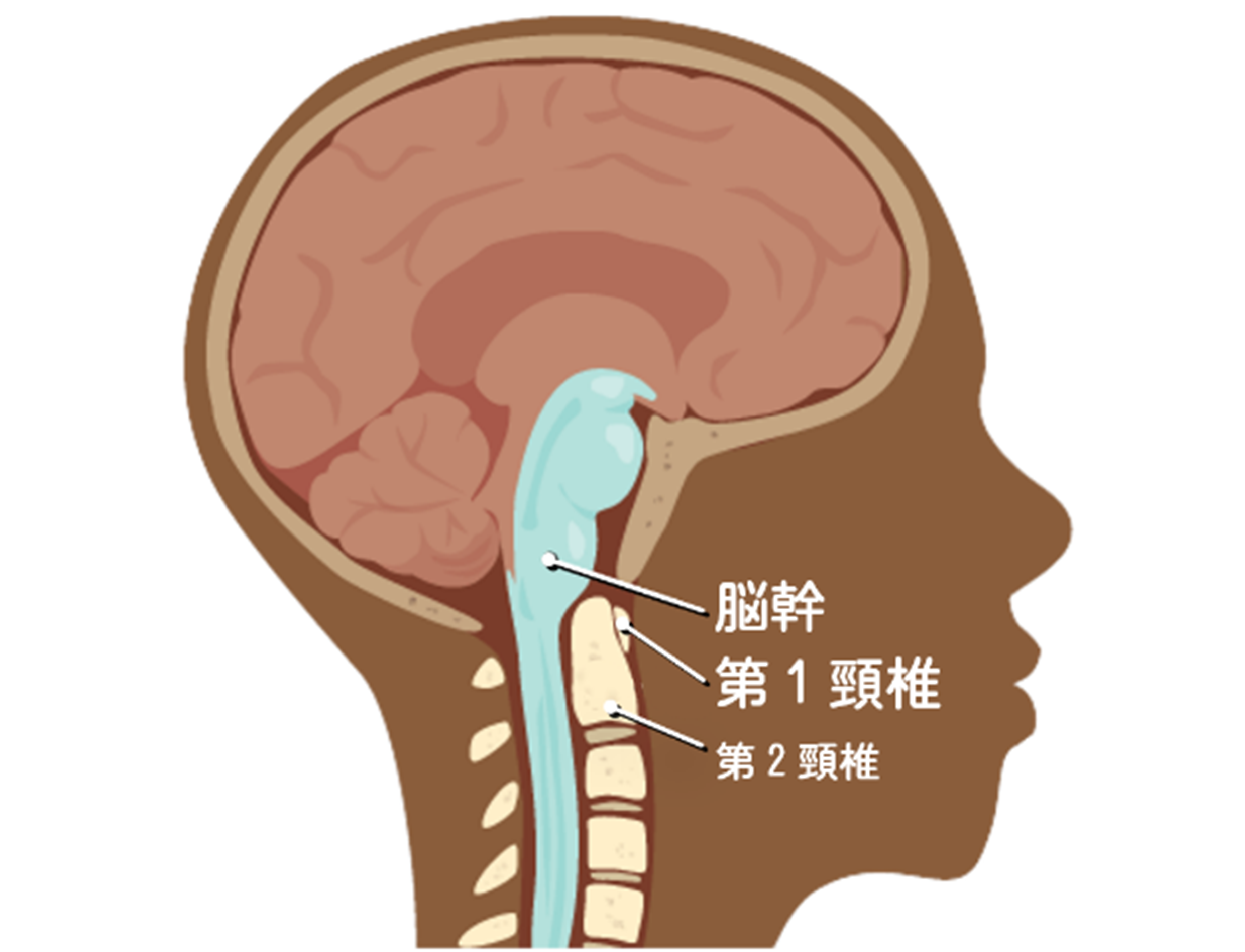 脳幹